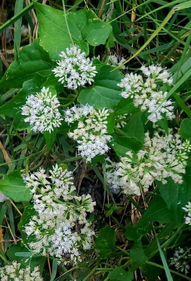 Mikania scandens leaf