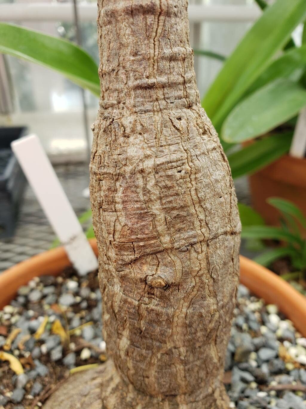 Jacaratia corumbensis bark