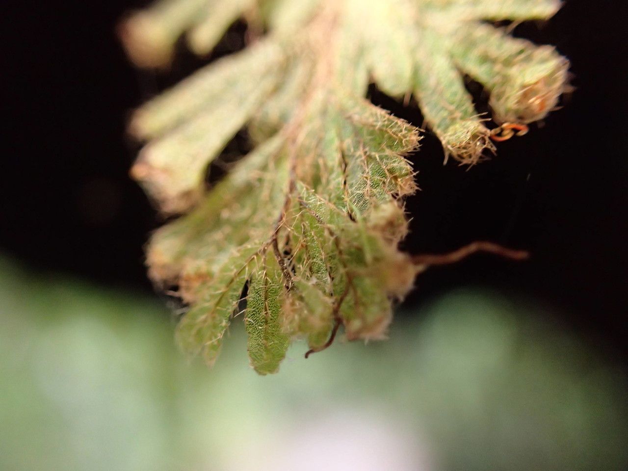 Hymenophyllum capillare fruit