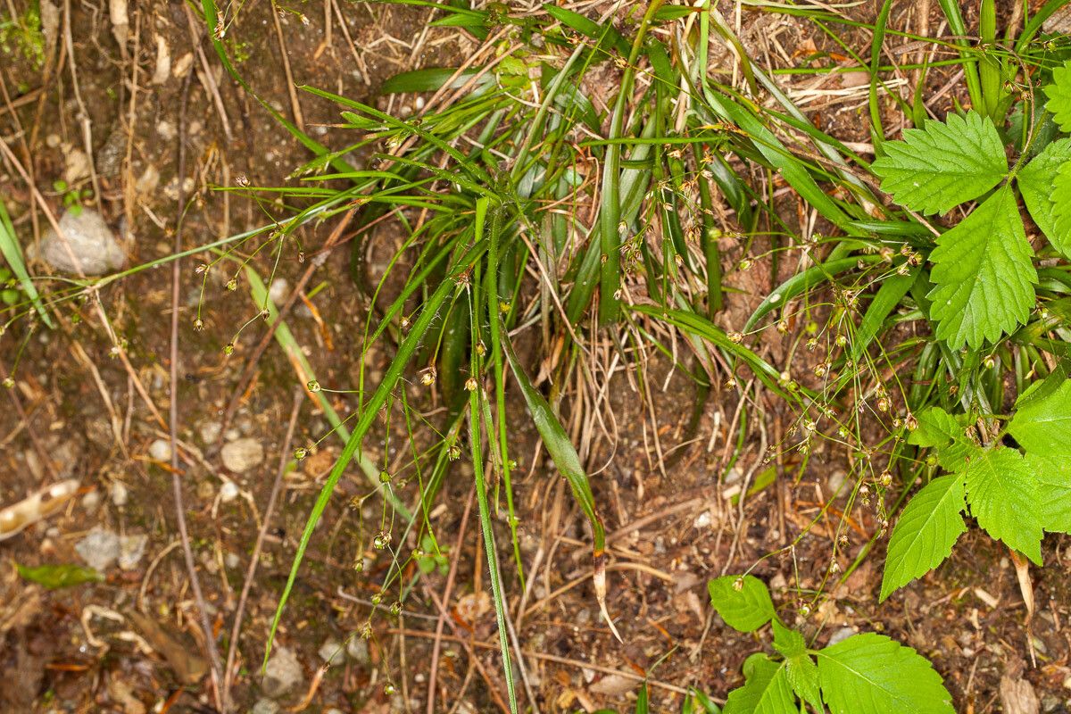 Luzula pilosa — search result for 'Juncaceae'