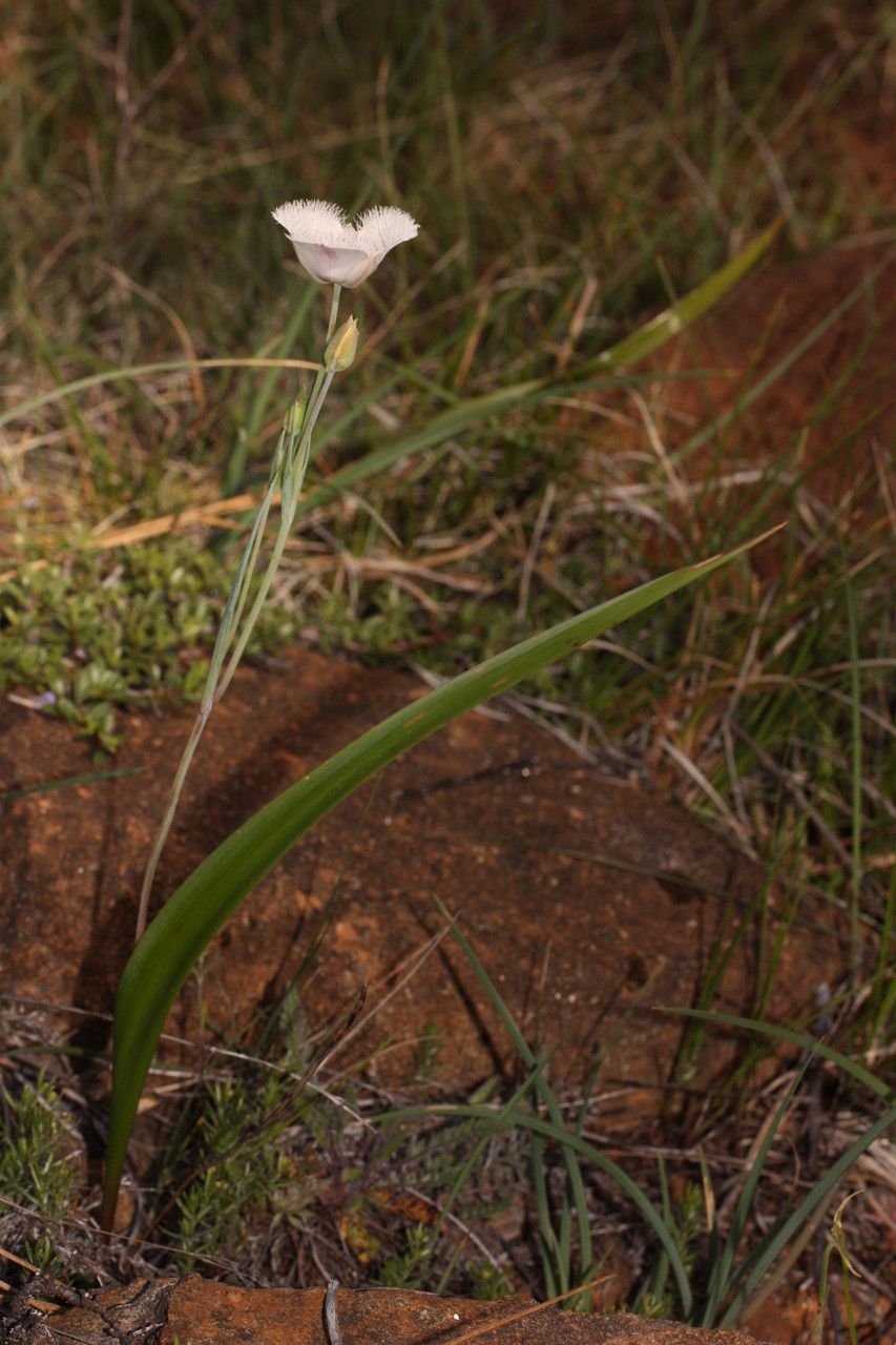 Calochortus tolmiei habit