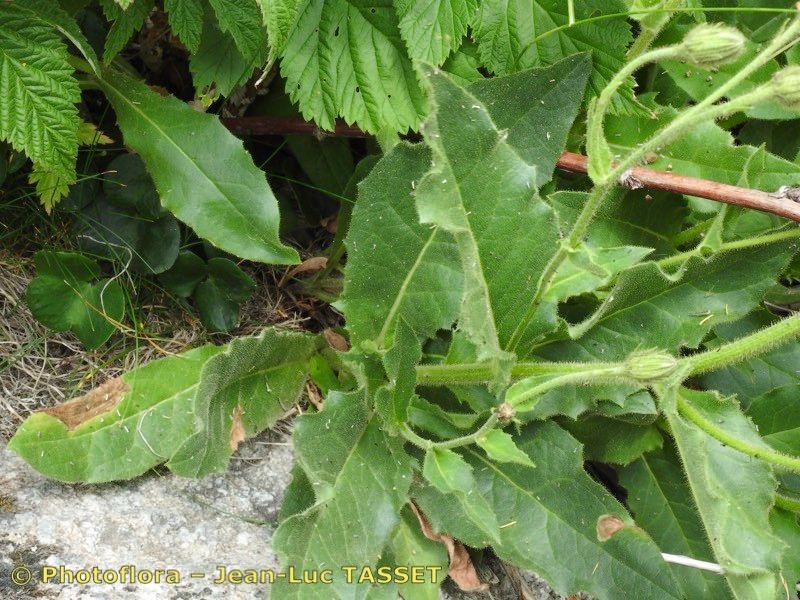 Hieracium neopicris — houseplant care guide