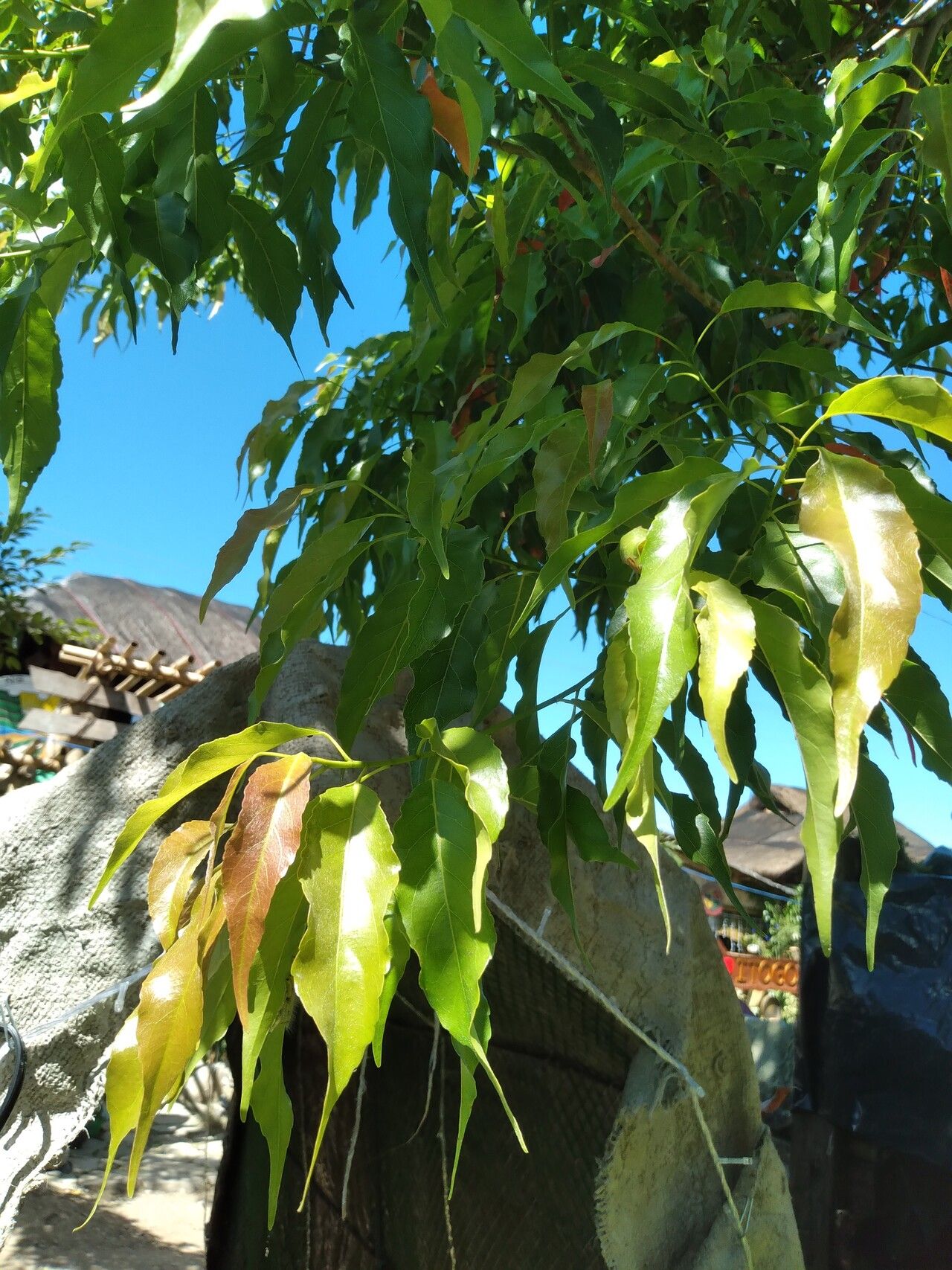Elaeocarpus mastersii leaf