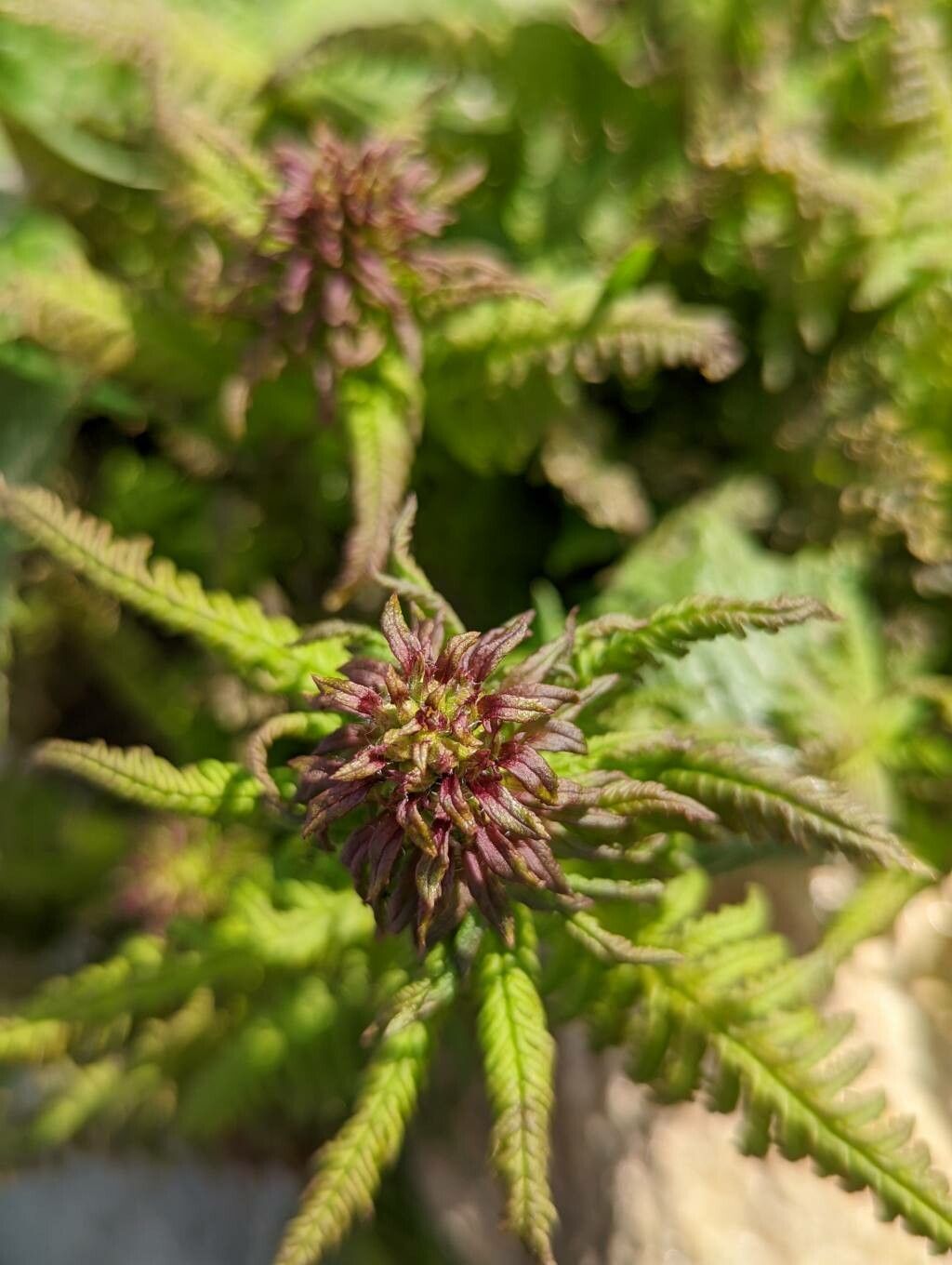 Pedicularis recutita flower