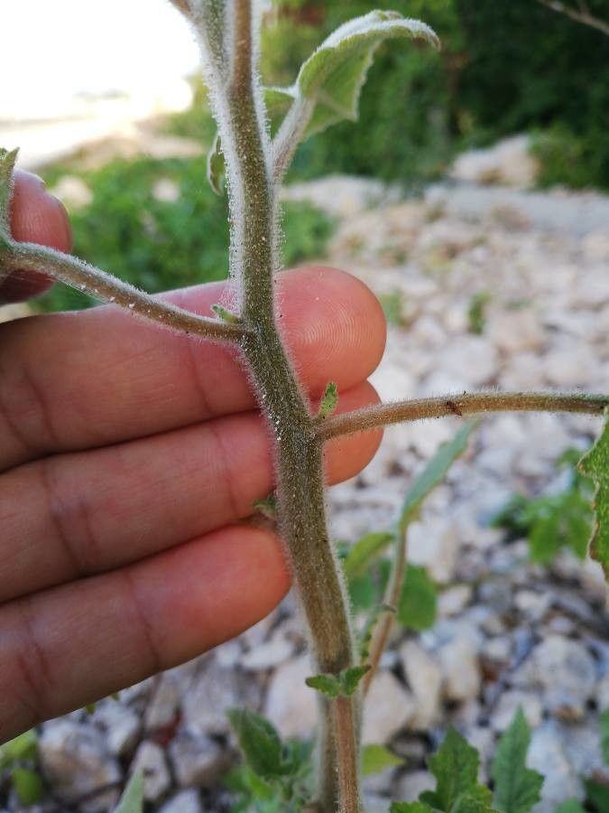 Mentzelia aspera bark