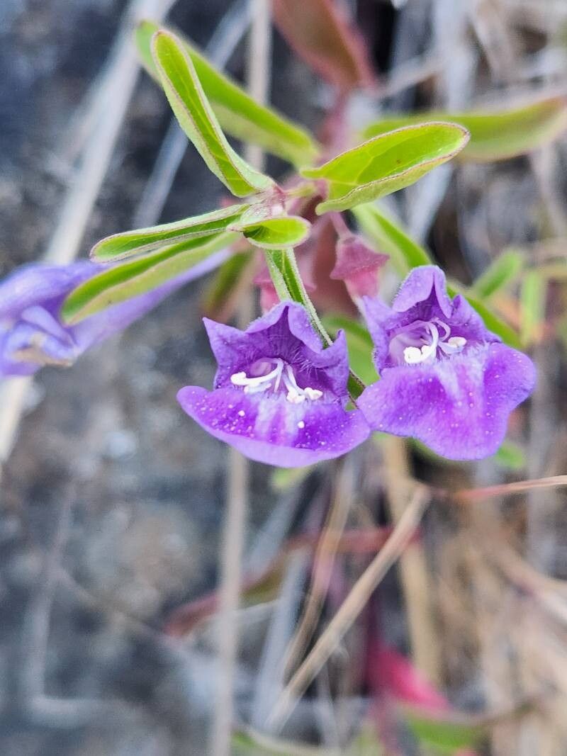Scutellaria angustifolia flower