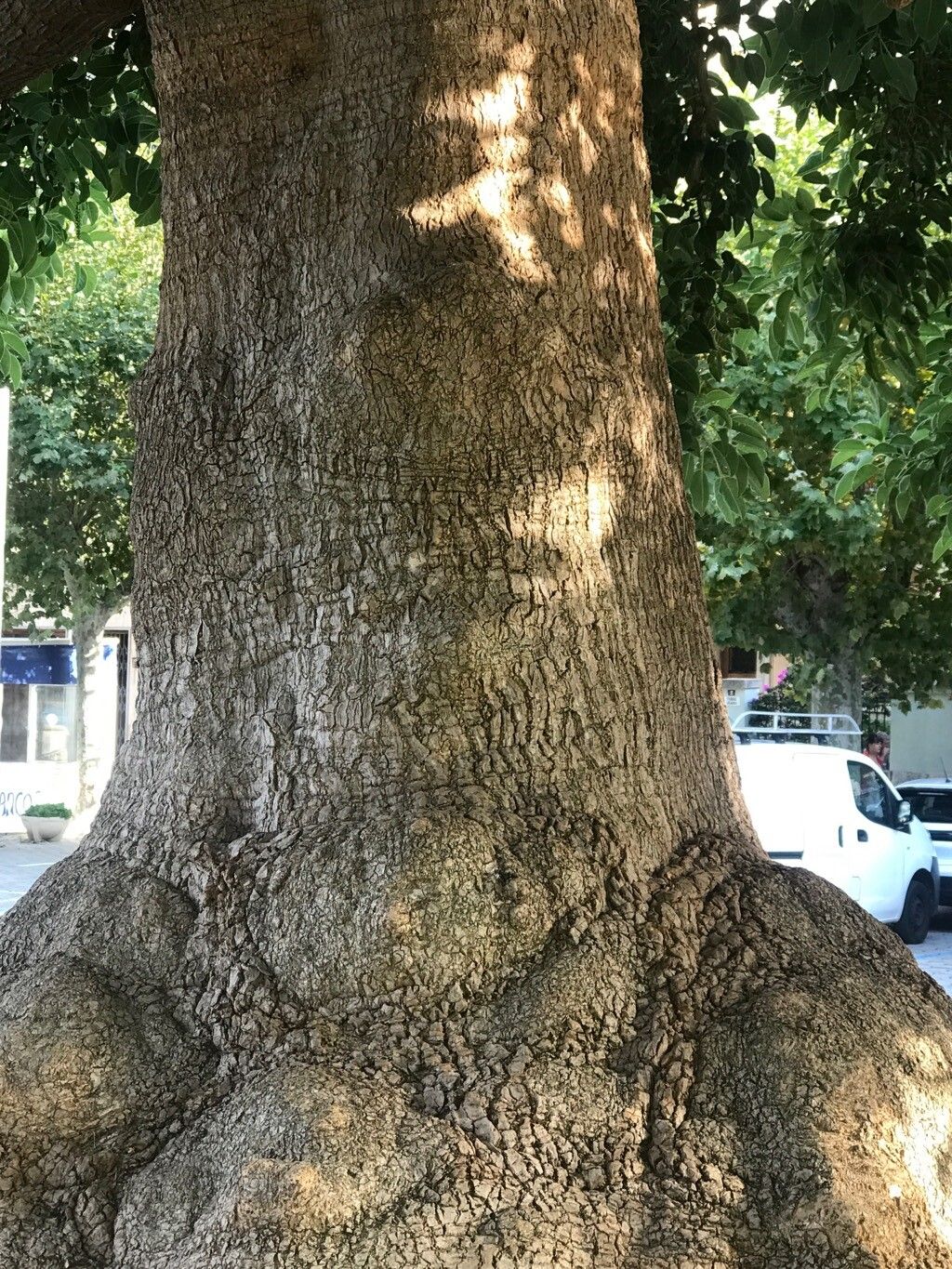 Bourreria petiolaris bark