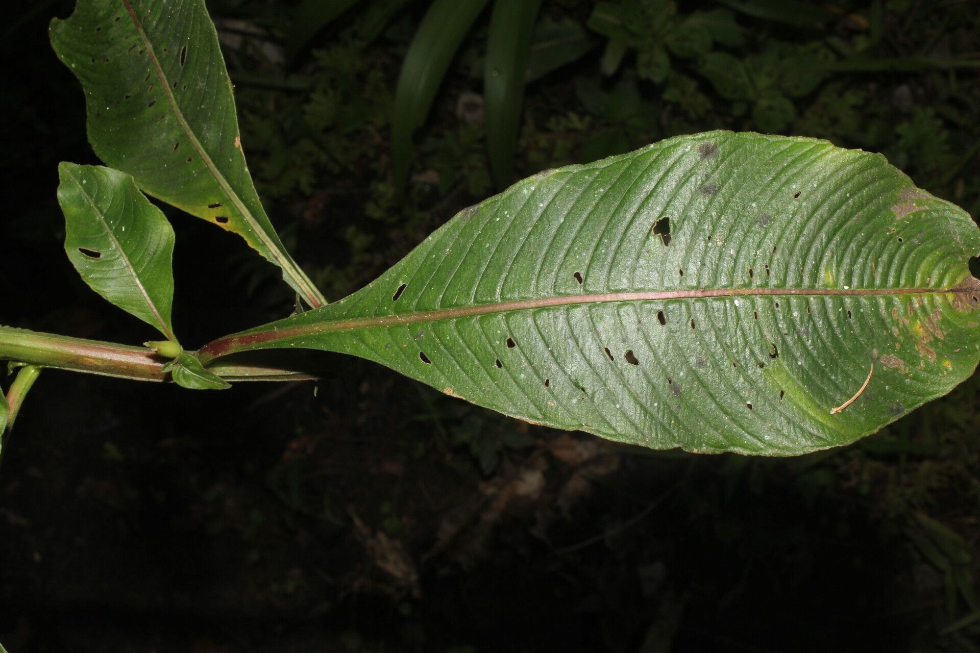Ludwigia foliobracteolata flower