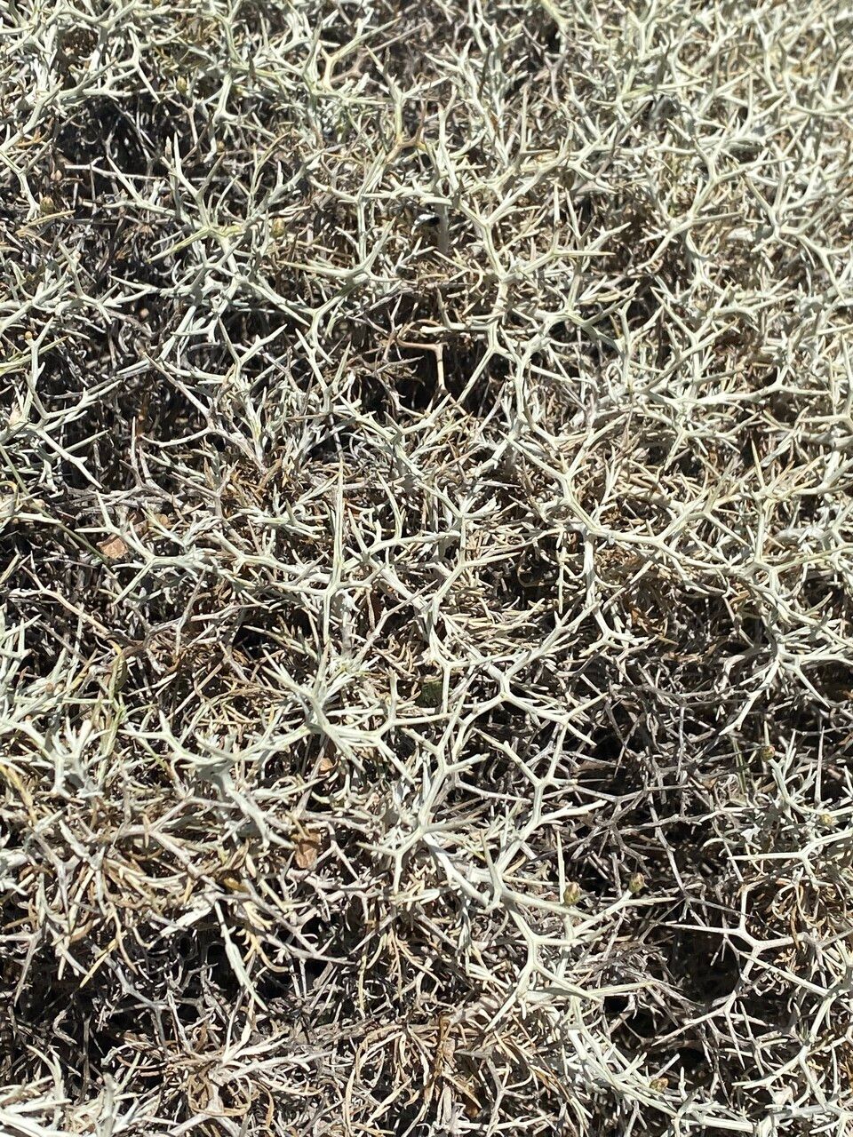 Centaurea spinosa — houseplant care guide