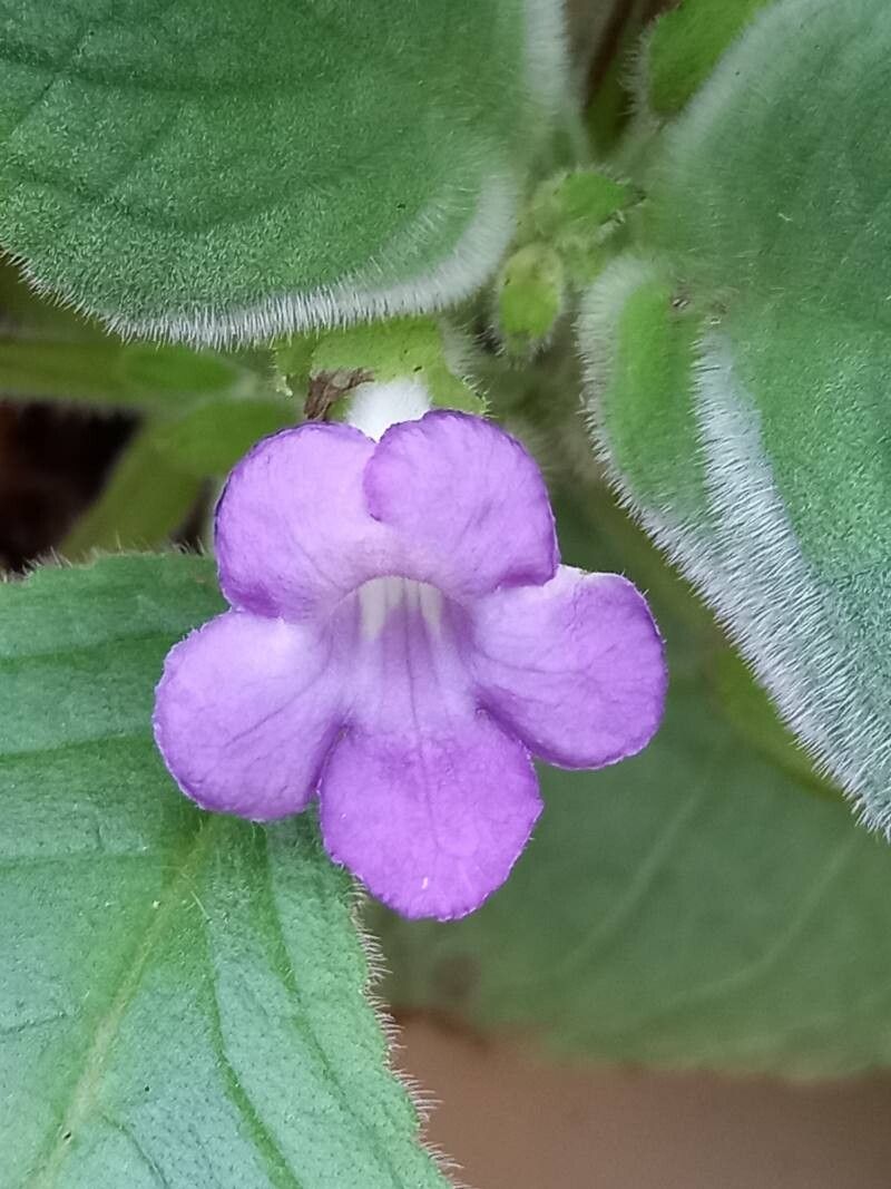 Nautilocalyx bicolor flower