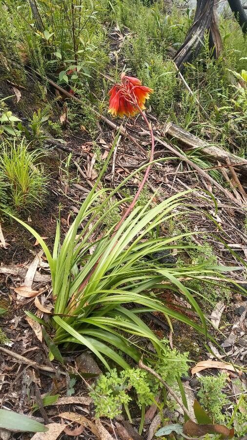 Blandfordia punicea habit