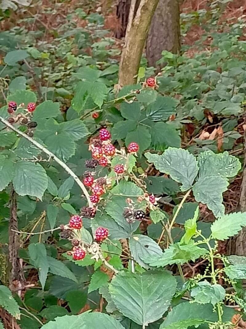 Rubus grabowskii — houseplant care guide