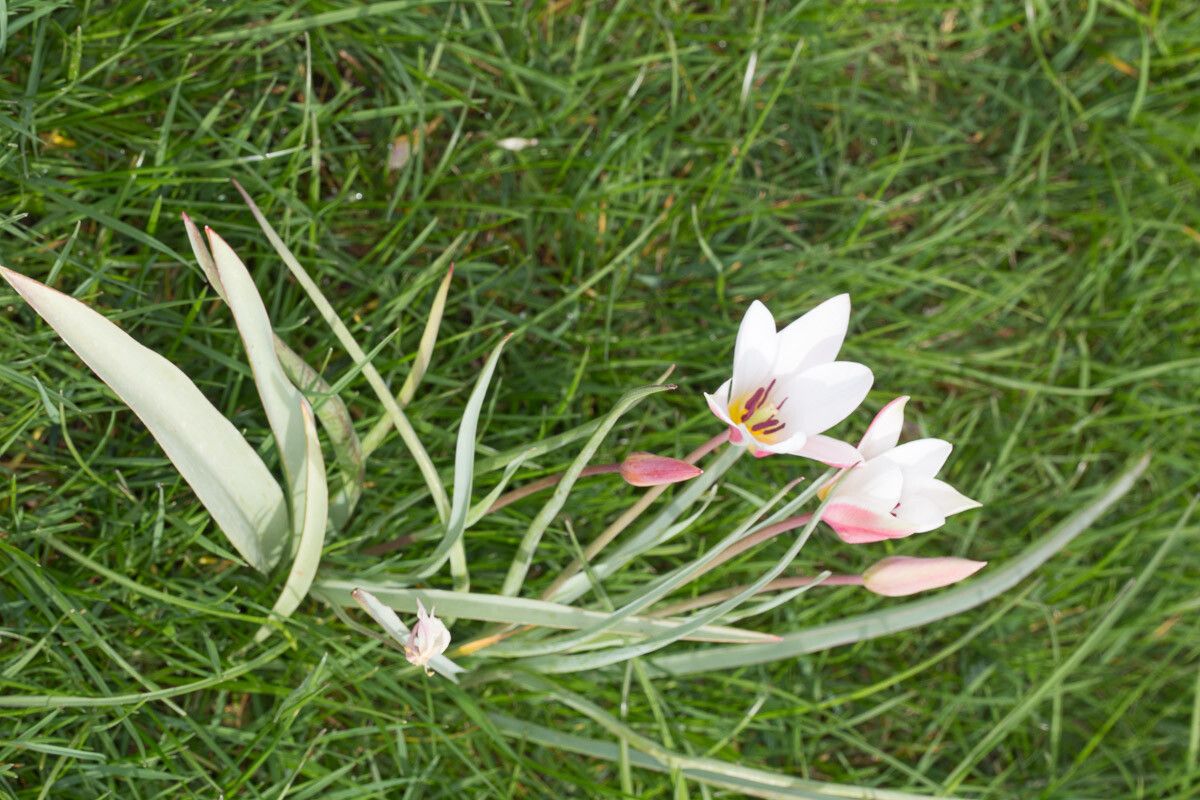 Tulipa clusiana — search result for 'Tulipa'