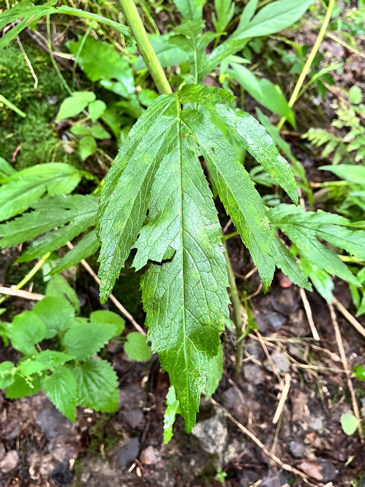 Jacobaea cannabifolia — search result for 'Jacobaea'