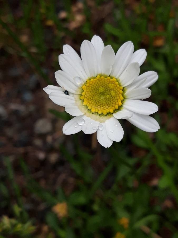 Leucanthemum pachyphyllum flower
