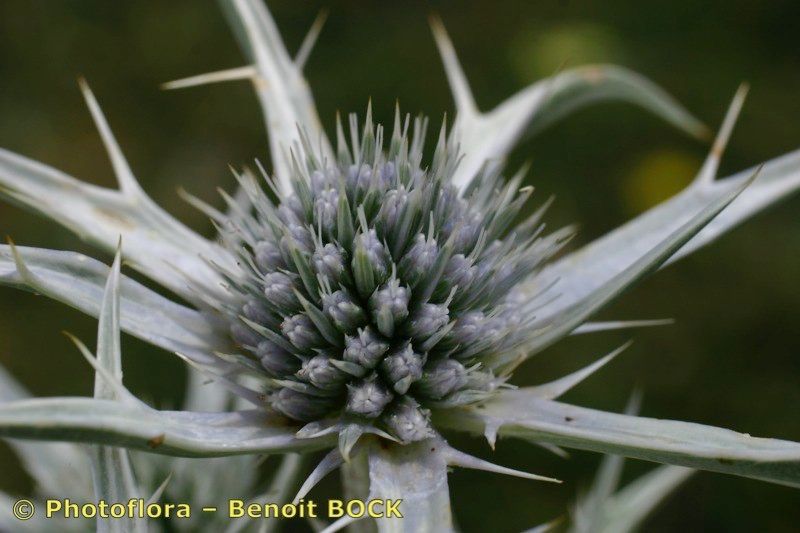 Eryngium glaciale fruit