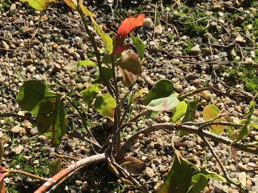 Euonymus latifolius leaf