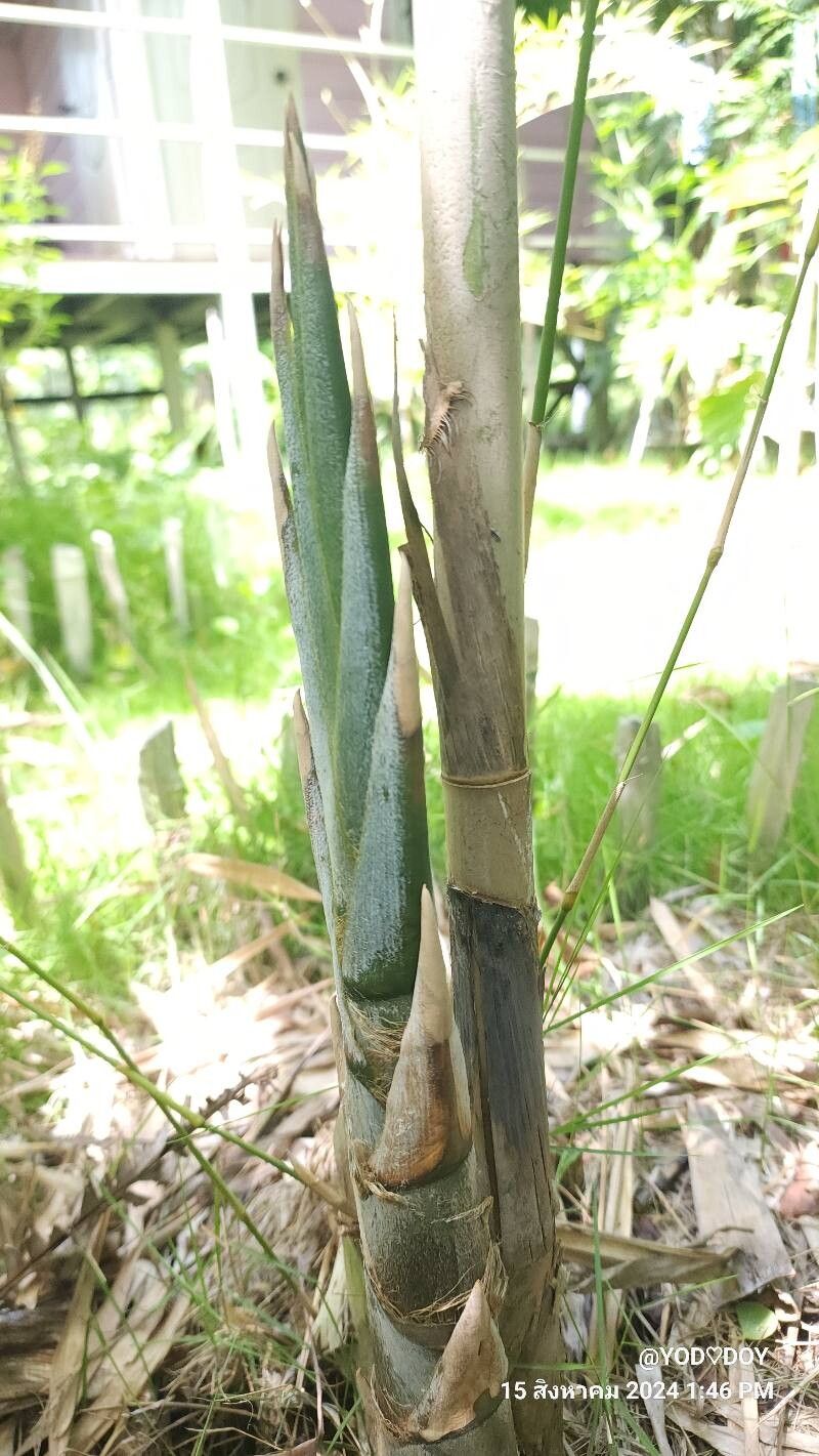 Bambusa oliveriana other