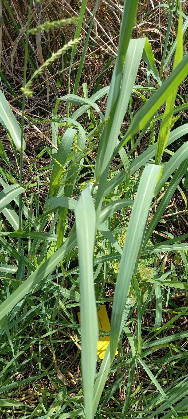 Echinochloa polystachya leaf
