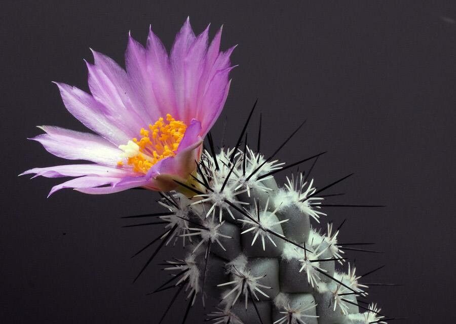 Cochemiea conoidea flower