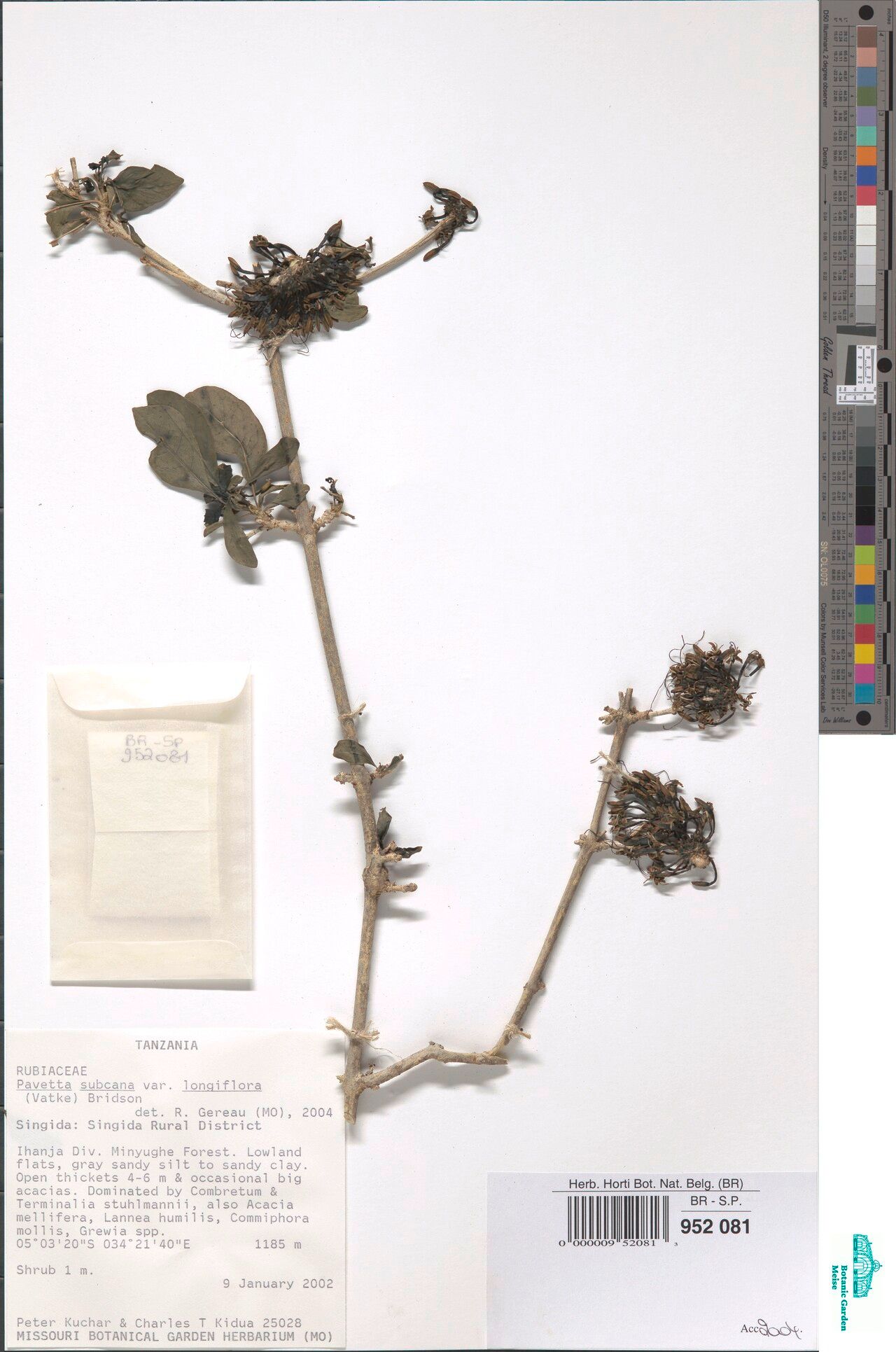 Pavetta subcana — houseplant care guide