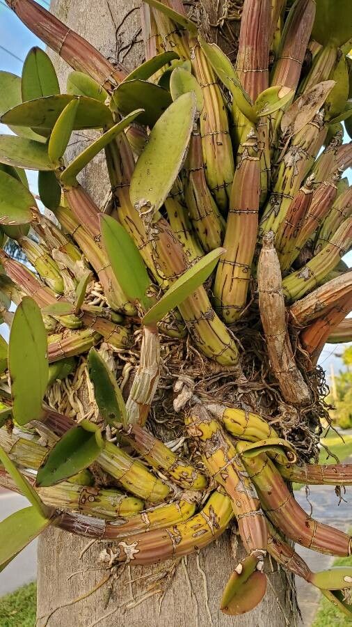 Myrmecophila tibicinis — search result for 'Epidendrum'