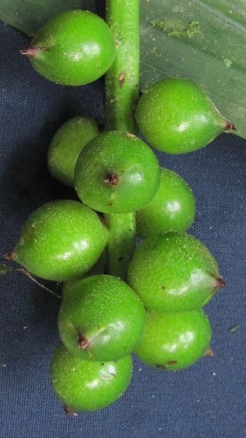 Aechmea tonduzii fruit