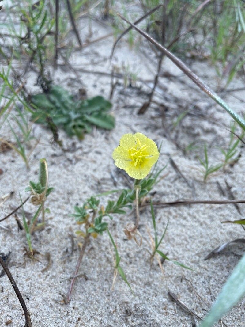 Oenothera humifusa flower