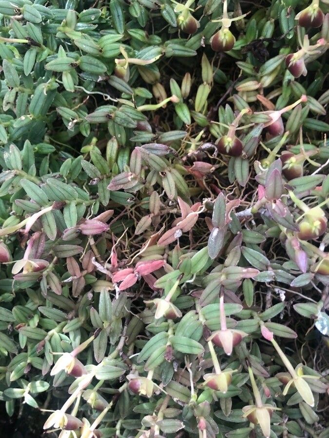 Epidendrum peperomia leaf