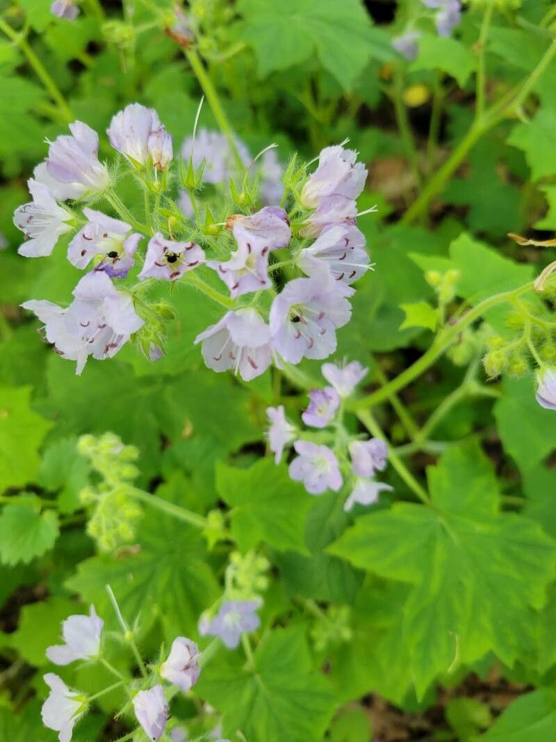 Hydrophyllum appendiculatum flower