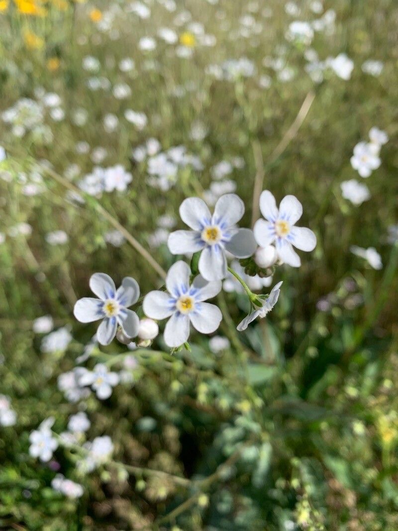 Hackelia patens — search result for 'Hackelia'