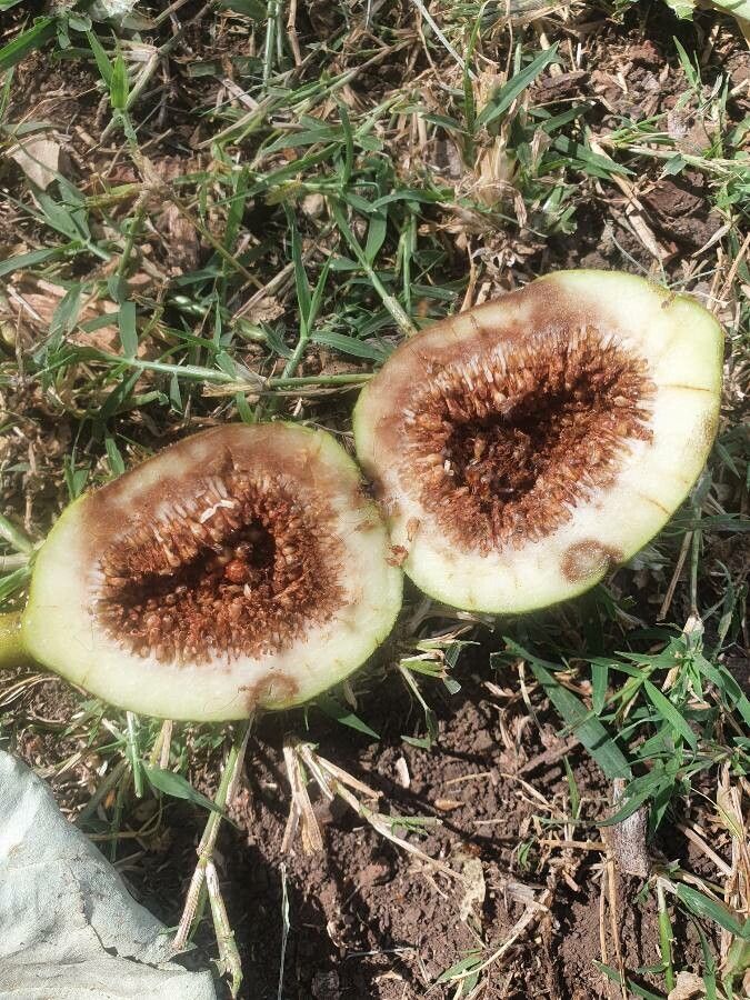 Ficus vallis-choudae fruit