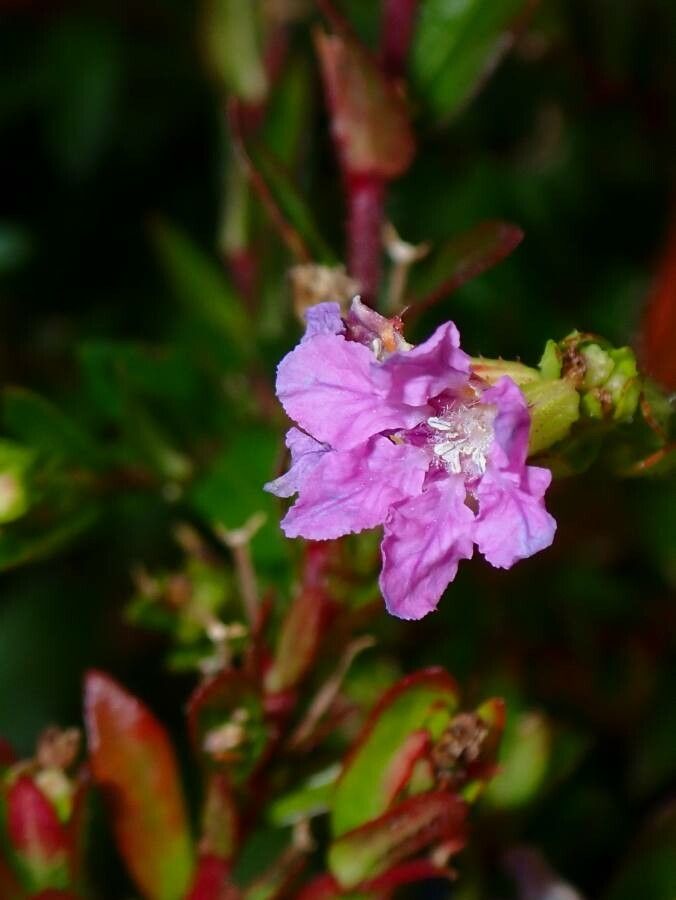 Cuphea aspera flower