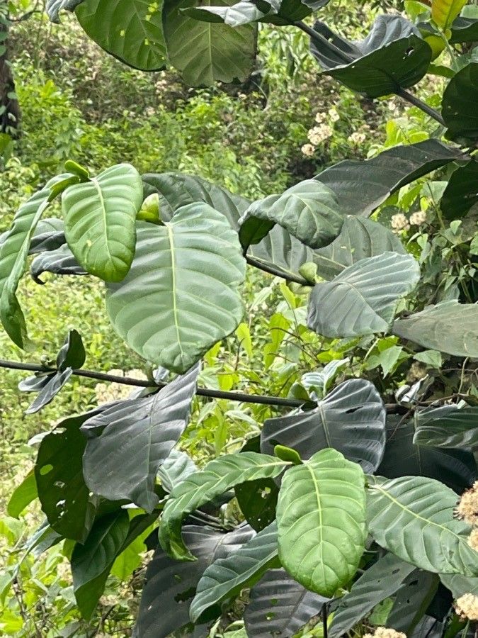 Ficus callosa flower