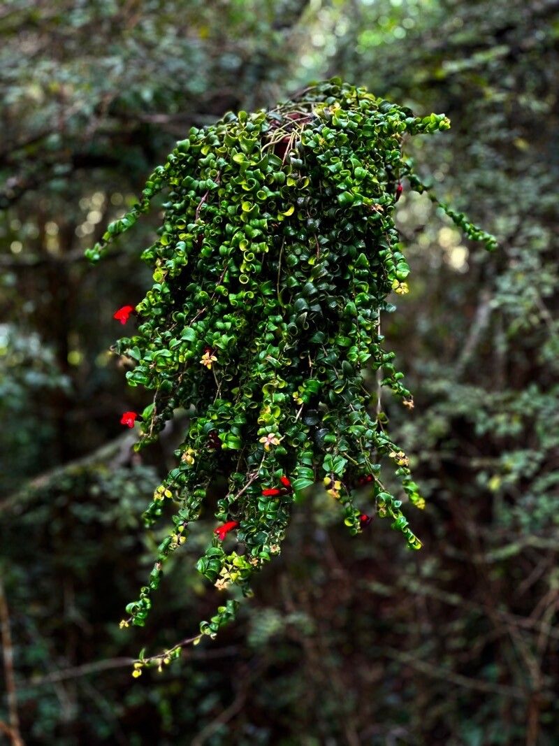 Columnea dressleri flower