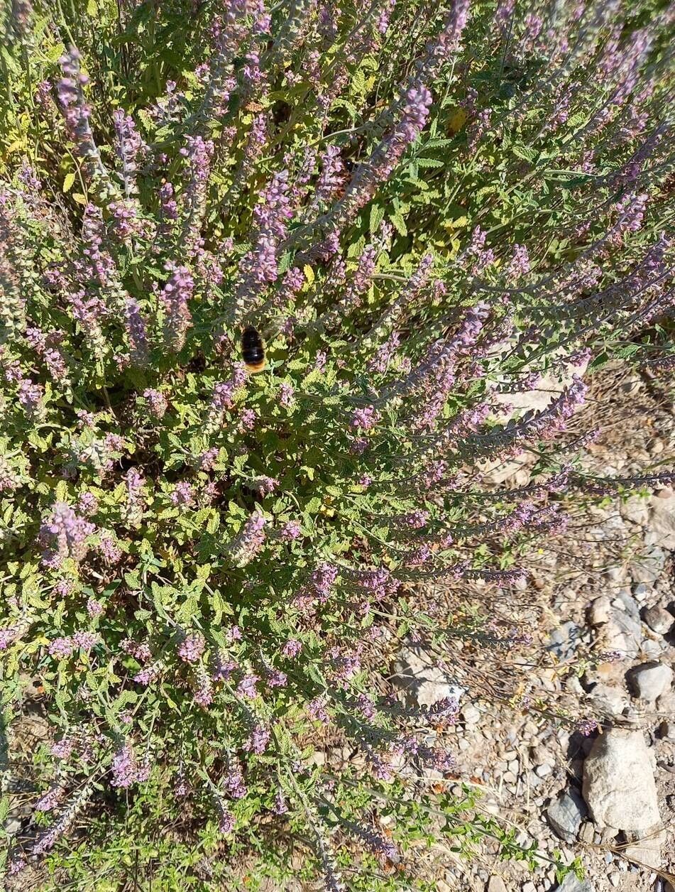 Teucrium massiliense habit