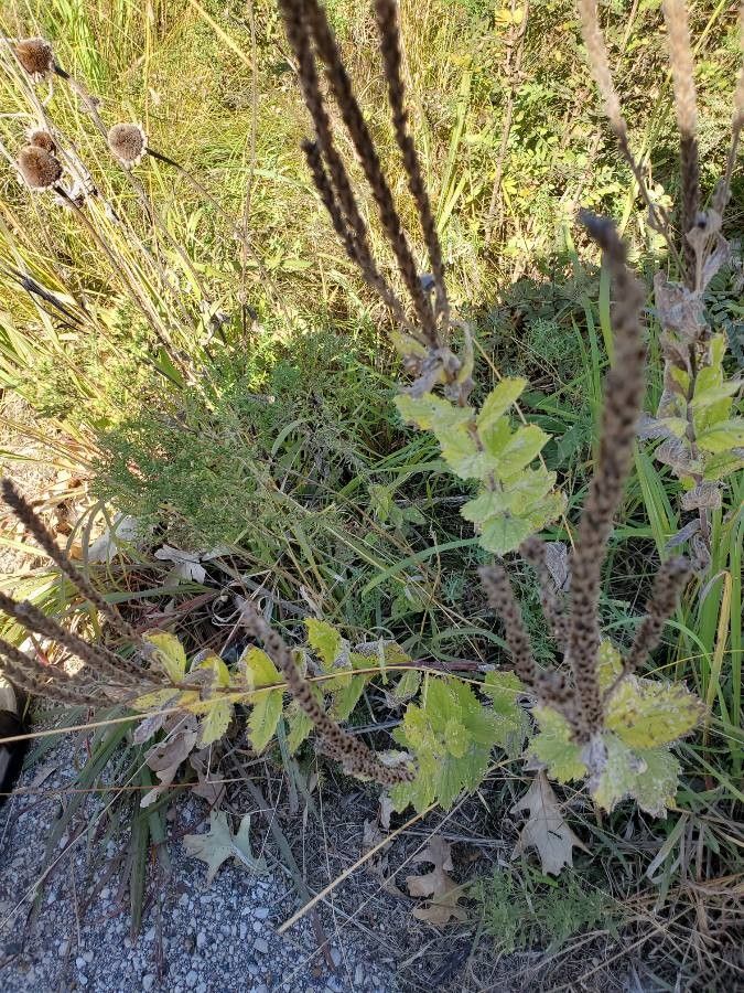 Verbena stricta fruit