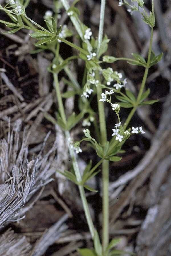 Galium asprellum habit