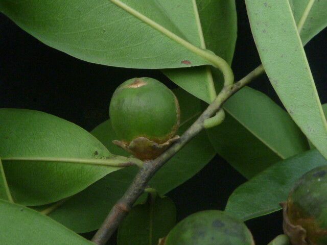 Diospyros lanceifolia — search result for 'Ebenaceae'