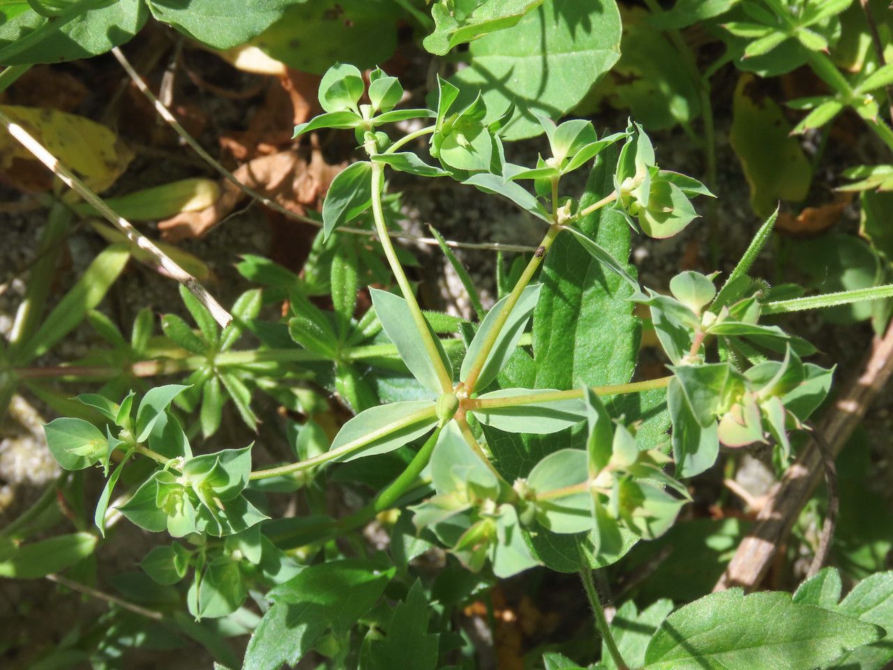 Euphorbia falcata flower