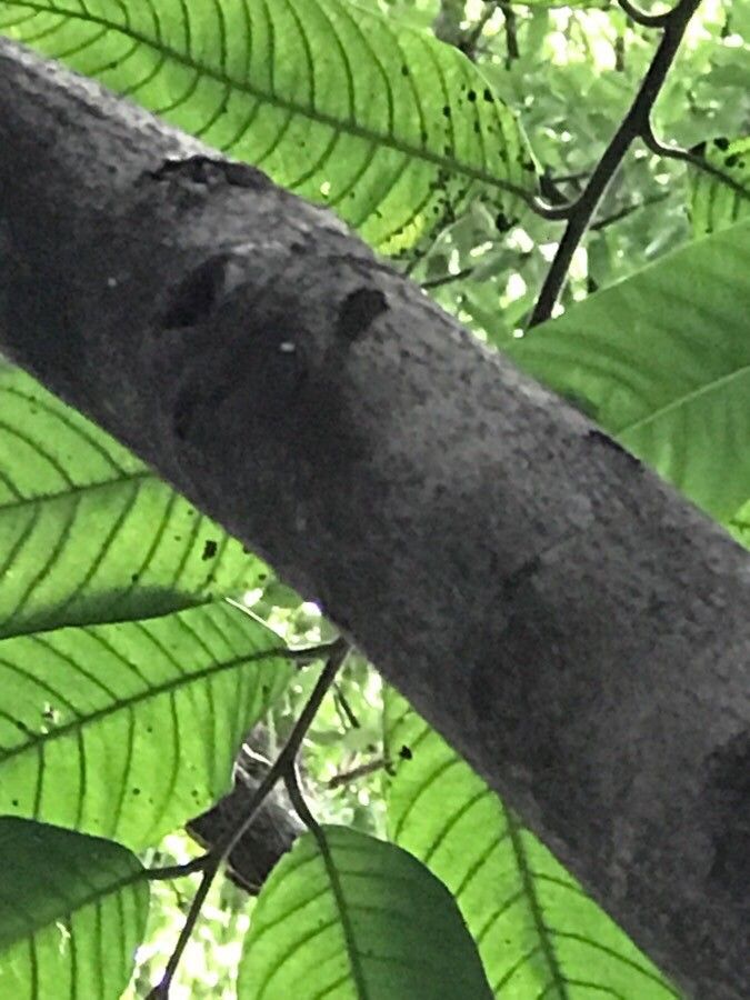 Rollinia mucosa bark