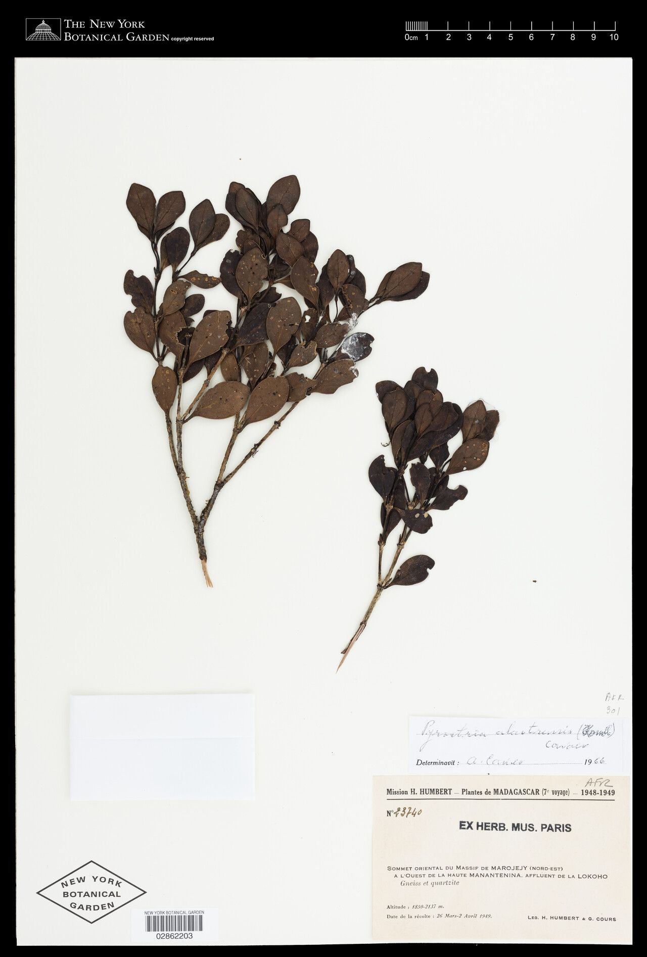 Pyrostria alaotrensis — related species from the same genus