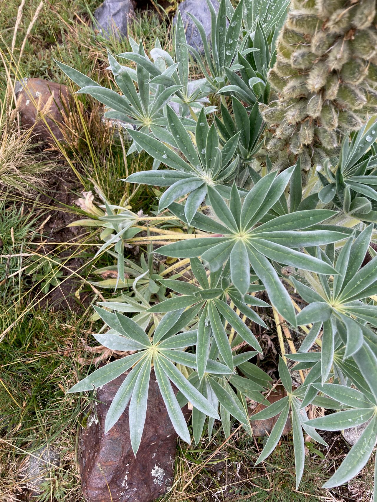 Lupinus weberbaueri — search result for 'Lupinus'
