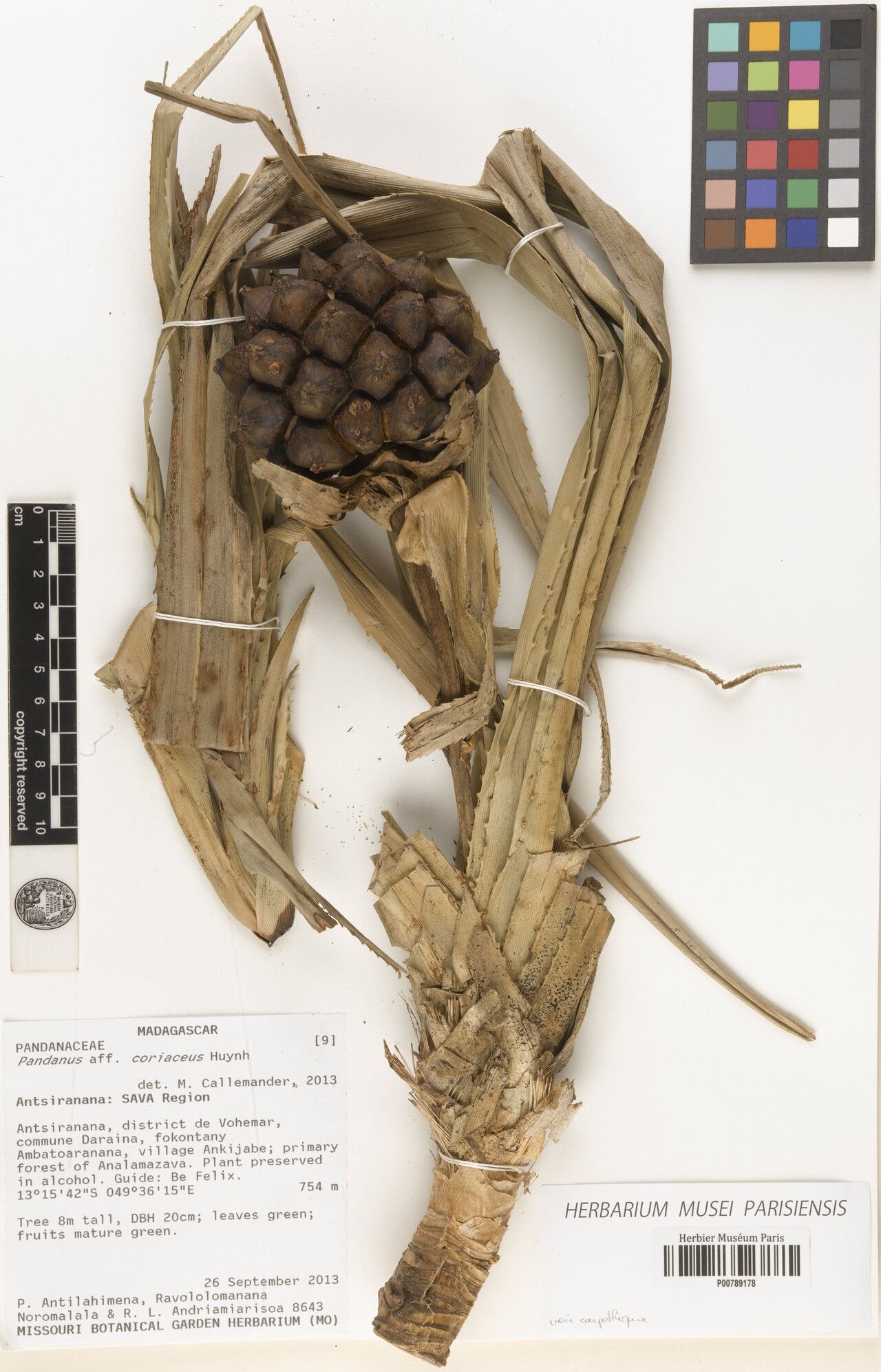 Pandanus coriaceus — houseplant care guide