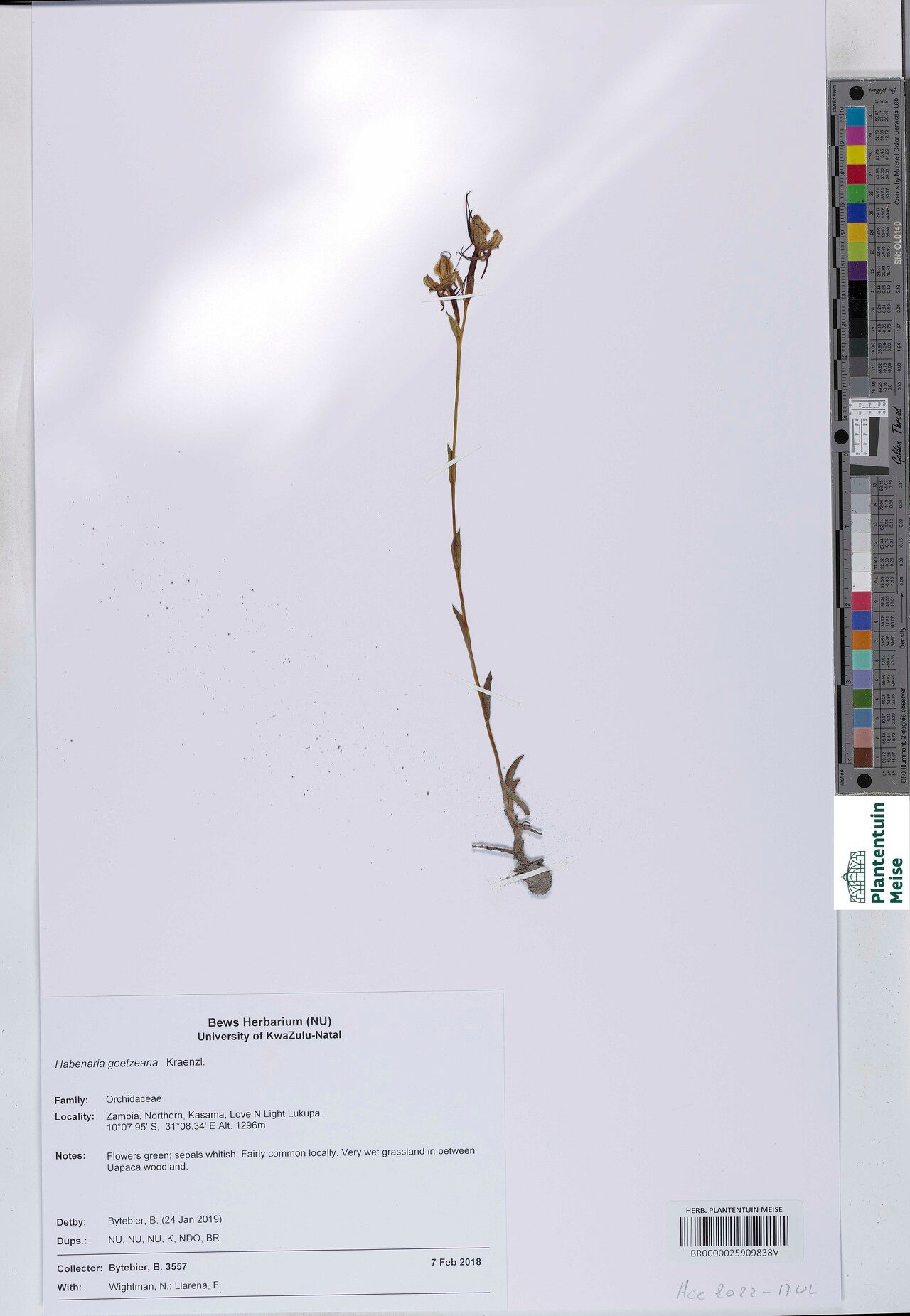 Habenaria goetzeana — houseplant care guide