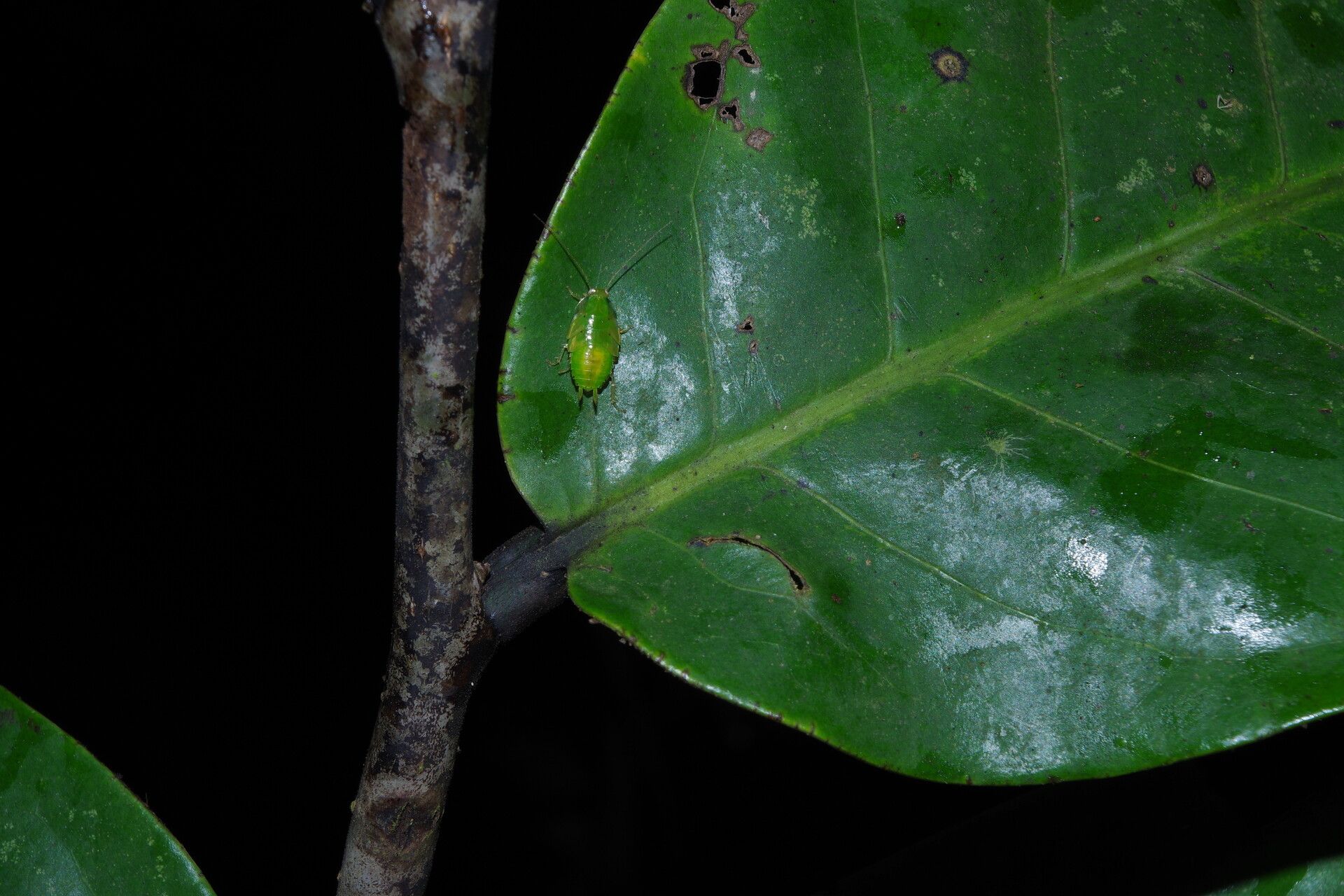 Monodora undulata leaf