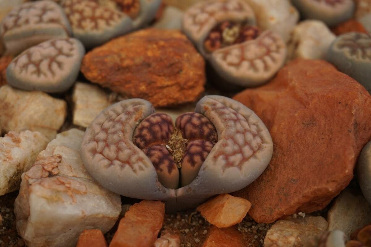 Lithops karasmontana bark