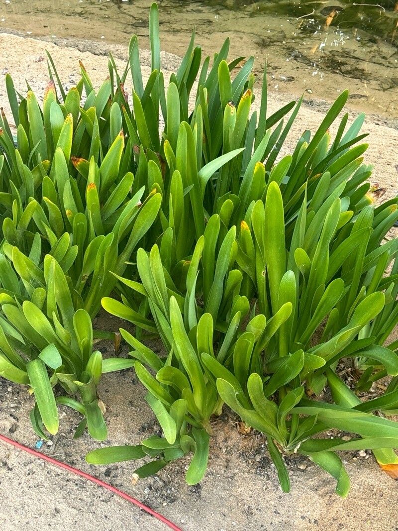 Hymenocallis arenicola — related species from the same genus