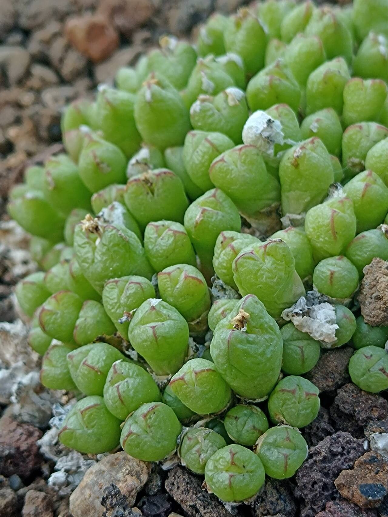 Conophytum loescheanum habit