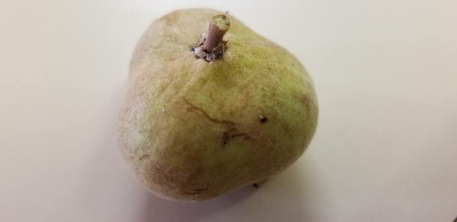 Diploglottis cunninghamii fruit